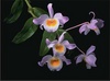 Scientific name: Dendrobium findlayanum